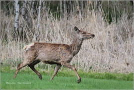 <p>JELEN LESNÍ (Cervus elaphus) Šluknovsko - Valdek /Red deer - Rothirsch/</p>